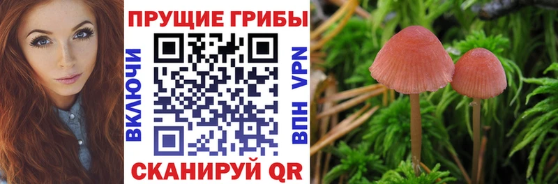 Купить где  Заволжск  Псилоцибиновые грибы прущие грибы 